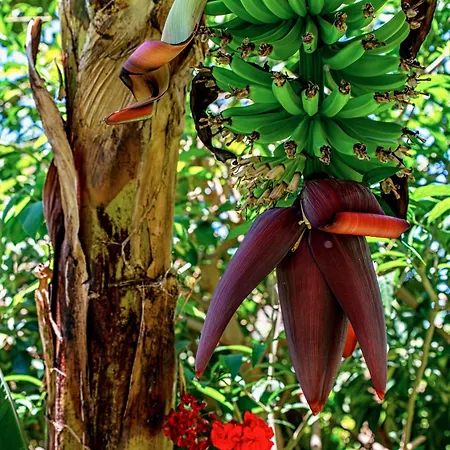 Emblemático San Marcos Icod De Los Vinos