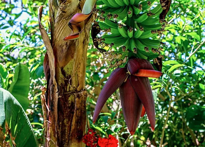 Emblemático San Marcos Icod De Los Vinos